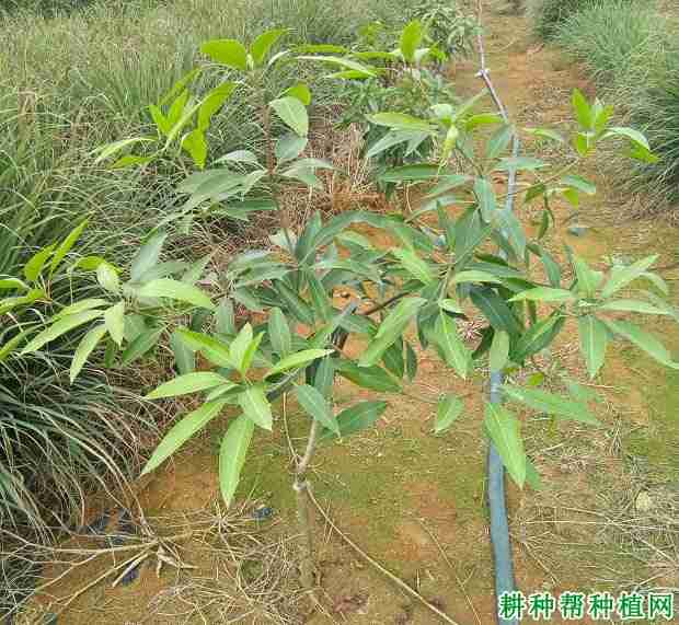 芒果缺镁怎么办？